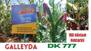 Beerashada Galleyda Ugu fiican: Maize Farming plan +254717446236  WhatsApp