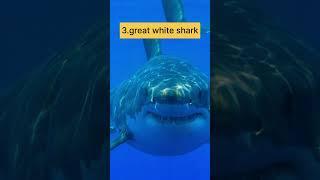 Top 10 most dangerous fishes in the world