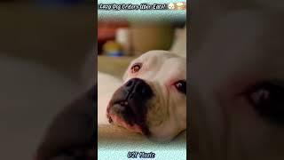 Lazy Dog Orders Uber Eats!  #videoshorts pet lovers!