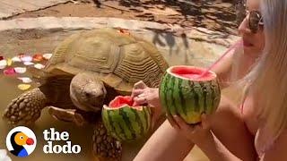 175 Pound Tortoise Is The King Of His Household | The Dodo