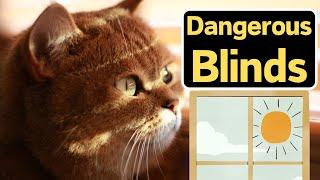 How To Protect Your BLINDS From Cats (Important Tips!)