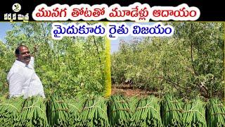 మునగ సాగులో మైదుకూరు రైతు విజయం || Success Story of Moringa Farming || Karshaka Mitra #agriculture