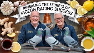 The Janssens Brothers Unlocking the Secrets of Pigeon Racing Success