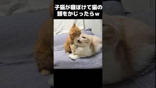 子猫が寝ぼけて頭をアンパンだと思ってかじった結果...笑