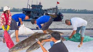 Gặp Cá Bớp 45kg Cá Ó 33kg Ở Cảng Trần Đề Sóc Trăng║Huyện Đảo Trên Dòng Sông Hậu