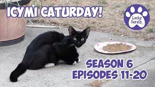 ICYMI Caturday! * Lucky Ferals S6 Episodes 11 - 20 * Cat Videos Compilation - Feral Kittens
