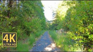 Sunny Forest Path Nature Walk 4K (With Ambient Nature Sounds And Music)