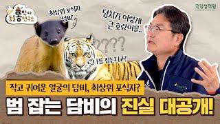 [똥박사 연구소] 범 잡는 담비, 과연 그 소문의 진실은..?