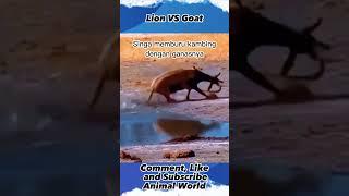 Lion VS Goat ,#animalworld, #shorts, #yearofyou