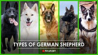 5 Different Types of German Shepherds.   Which is right for you?