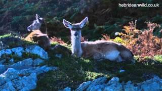 Wildlife of Corryvreckan