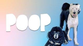 Me and Otter Praised for Poop! |  WhatAboutBunny