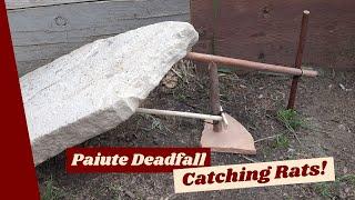 Primitive Trapping, Catching Rats With a Paiute Deadfall Trap!