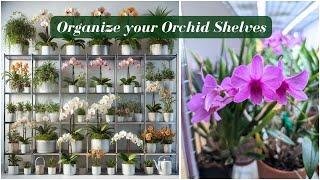 Showcase Your Orchid & Houseplant Collection: Stunning Shelf Organization for Indoor Spaces!