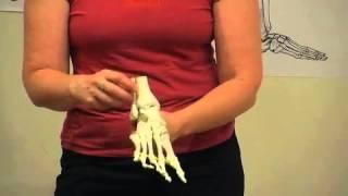 What is the purpose of the fibula? - Amy Matthews [EmbodiedAnatomy.net]
