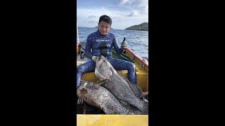 Marine free diving spear hunting grouper