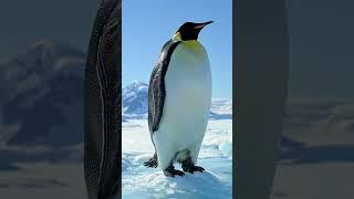 "When Penguins Rule the World - AI Animated Short"