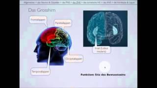 Langsame Version des Nervensystems Teil 2/2