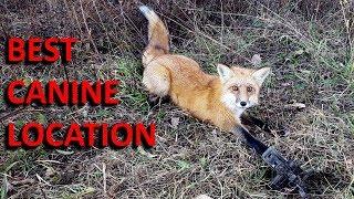 How to Trap a Red Fox at the Perfect Location