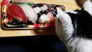 Nacchan, smell the sushi／なっちゃん、寿司のにおいを嗅ぐ