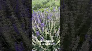 Oudolf Garden Visit #4 #ihavethisthingwithplants #oudolfgarden #gardenvisit