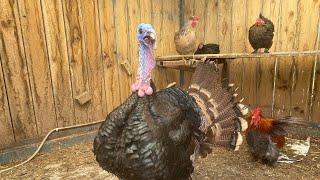 Keeping turkeys is so easy uk chickens