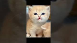 Cute and funny cat 