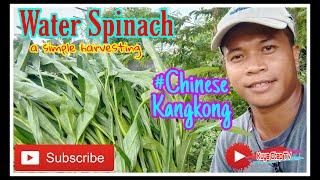 How to Harvest Water Spinach / Chinese kangkong / Kuya Otep TV