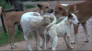 Mating season Female and male Dogs meet each other