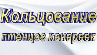 кольцевание птенцов канареек