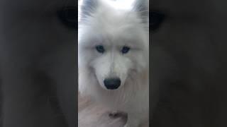 Самоед и его глаза / ДОБРЫЙ САМОЕД . #собака #самоед #samoyed #dog #шортс