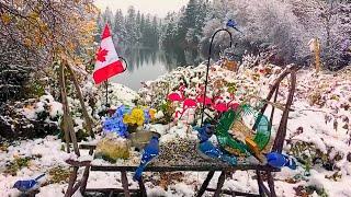 BIRD & RED SQUIRREL CAM Livestream New Brunswick  3 March 2025 #asmr  #cattv