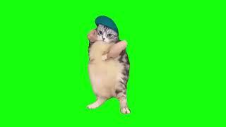 Cat Dances to Girlfriend - Green Screen