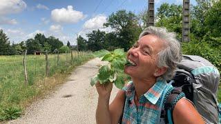 12 plantes sauvages comestibles à cueillir au bord du chemin