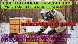 Как СПАСТИ СЛАБЫХ ПЧЁЛ которые НЕ ПЕРЕЗИМУЮТ и БЫСТРО ОБЪЕДИНИТЬ ТРИ СЕМЬИ БЕЗ ГАЗЕТЫ И СПИРТА ️