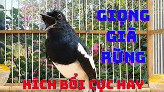 Chòe Than hót giọng rừng kích bổi sổ bọng. Luyện giọng chòe than non. Chòe than hót sáng gọi bổi
