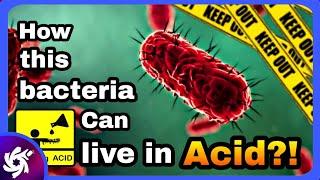 Can Acid Kill All Bacteria?