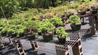 a visit to D&L Bonsai Nursery Ocklawaha Florida