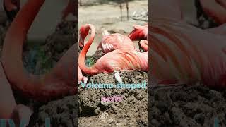  Unbelievable Flamingo Facts You Must Know  #FlamingoDay #waterpedia #shorts #lifeonland