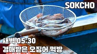 속초새벽 경매받은 싱싱한 오징어로 카페에서 먹방을 하다니... 이런 me친#속초#속초맛집#속초여행