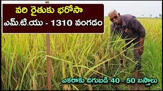 MTU 1310 వరి వంగడంతో రైతుకు పూర్తి భరోసా | High Yields Best Paddy Variety MTU 1310 | Karshaka Mitra