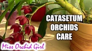 How to care for Catasetum orchids - basic culture for Catasetum type orchids