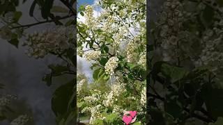 Май, весна, черёмуха #песнядлядуши