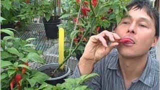 World's Hottest Hot Peppers Growing in Michigan Survive the Frost