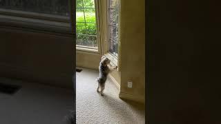 Morkie barking