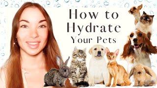 Best Hydration for your Pets - Structured Living Water for Cats and Dogs - Animal Health Tips