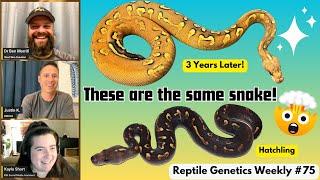 Let's Talk GHI With Justin Kobylka! - Reptile Genetics Weekly Ep 75