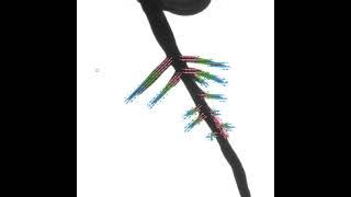 Plant Root Geometry