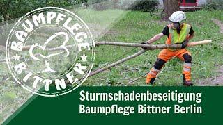 Sturmschaden Baum - Aufarbeitung und Beseitigung in Berlin/Brandenburg