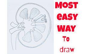 How to draw a kidney of human step by step  | Human kidney diagram